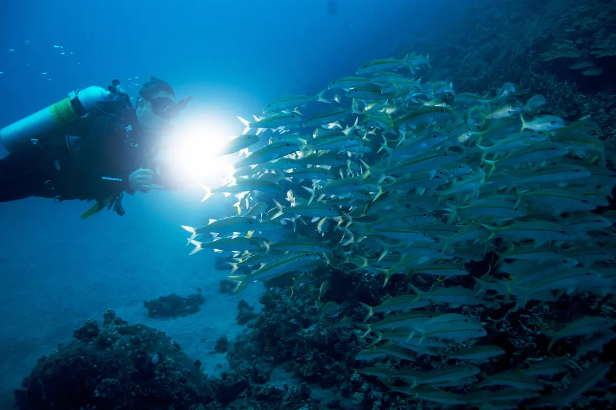 Night Diver Specialty Instructor